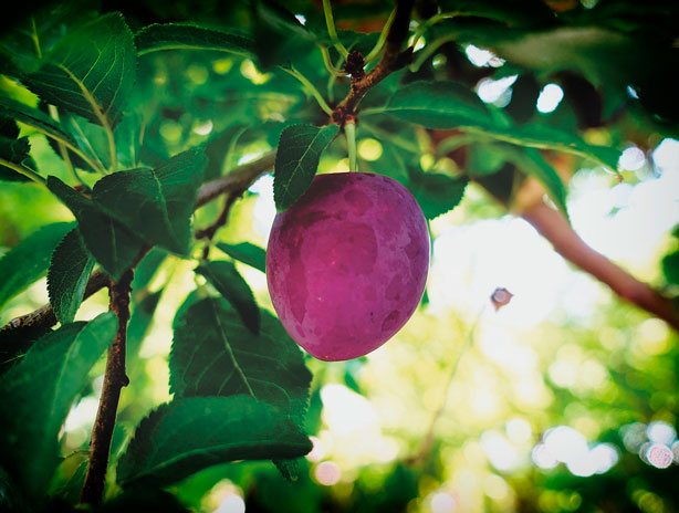 plum in tree