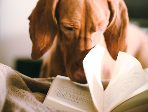 dog with book