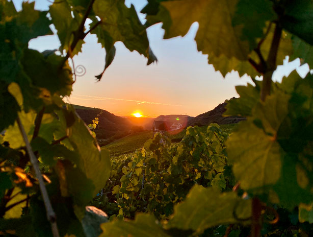 vineyard with a sunset
